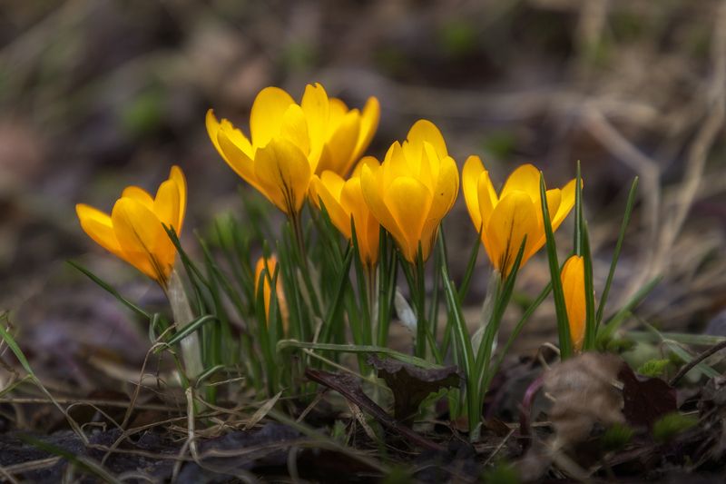 Крокусы фото превью