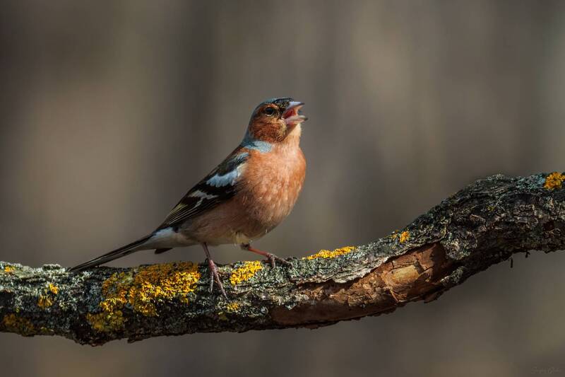 Солист фото превью