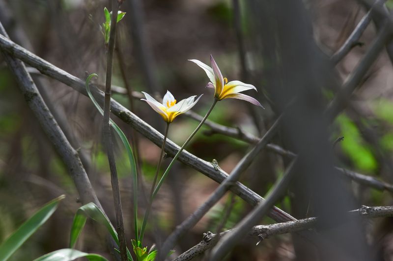 Тюльпан Калье, Tulipa biflora Тюльпан Калье фото превью