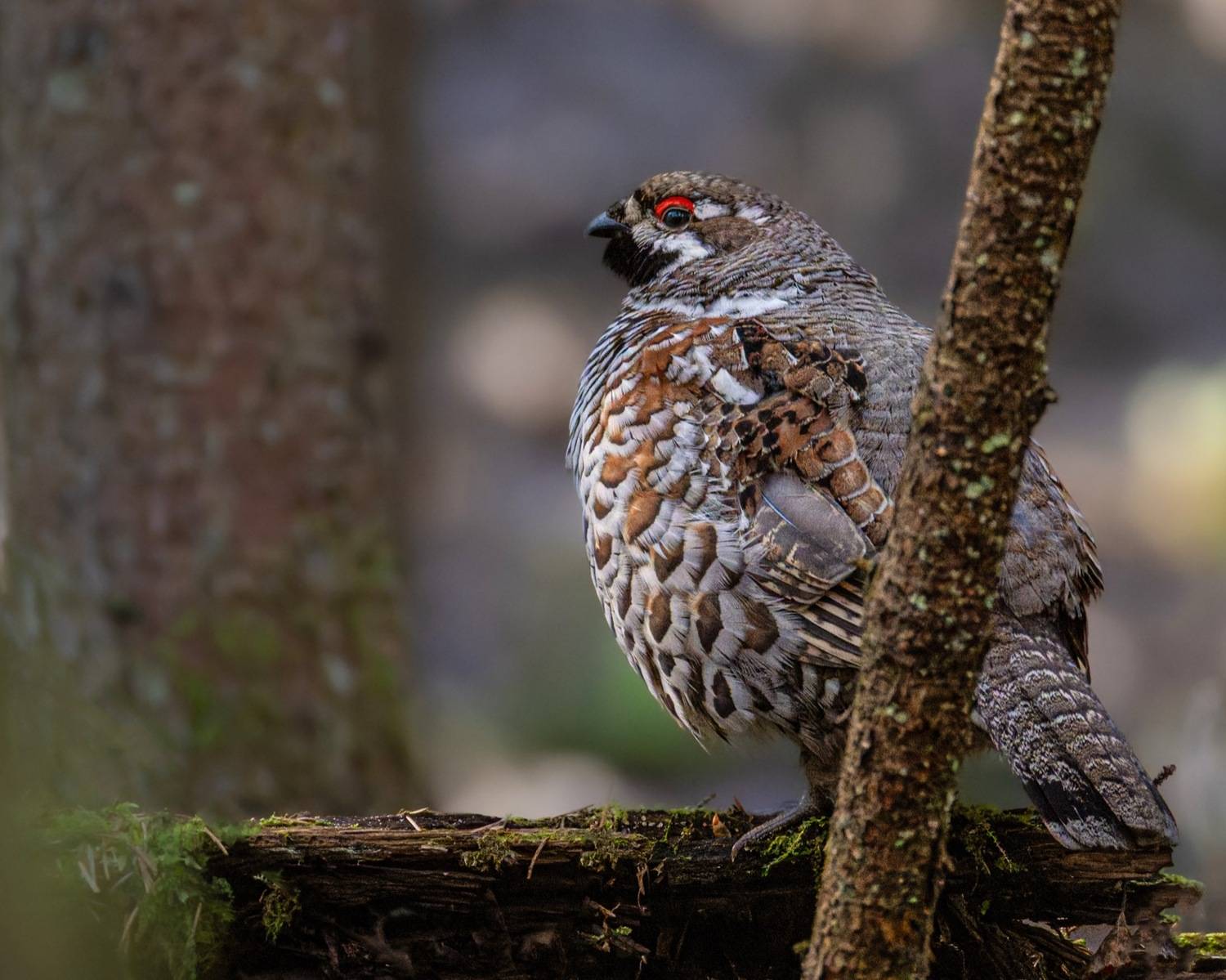рябчик, птицы, Ruslan Pl