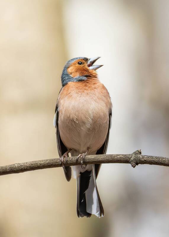 зяблик, вьюрковые, птицы, птица, орнитология, весна, апрель, фотоохота, парк царицыно, царицыно, finch, wild, bird, nature, wildlife, animal, ornithology, natural, fauna, birds Зяблик. фото превью