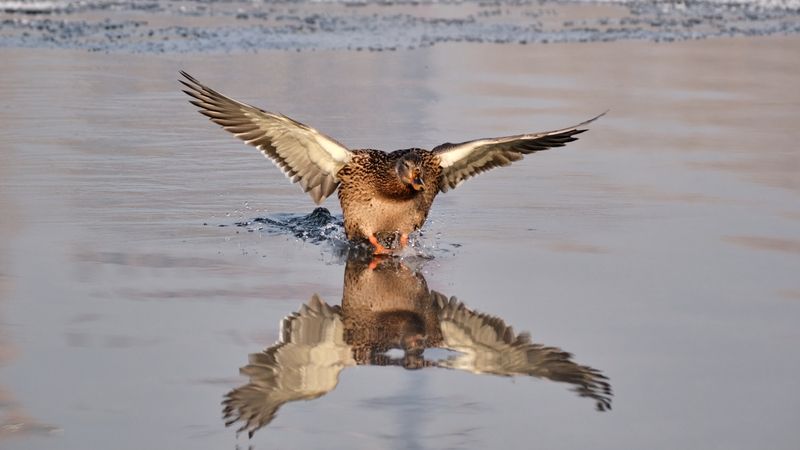 утки, кряква Приводнение фото превью