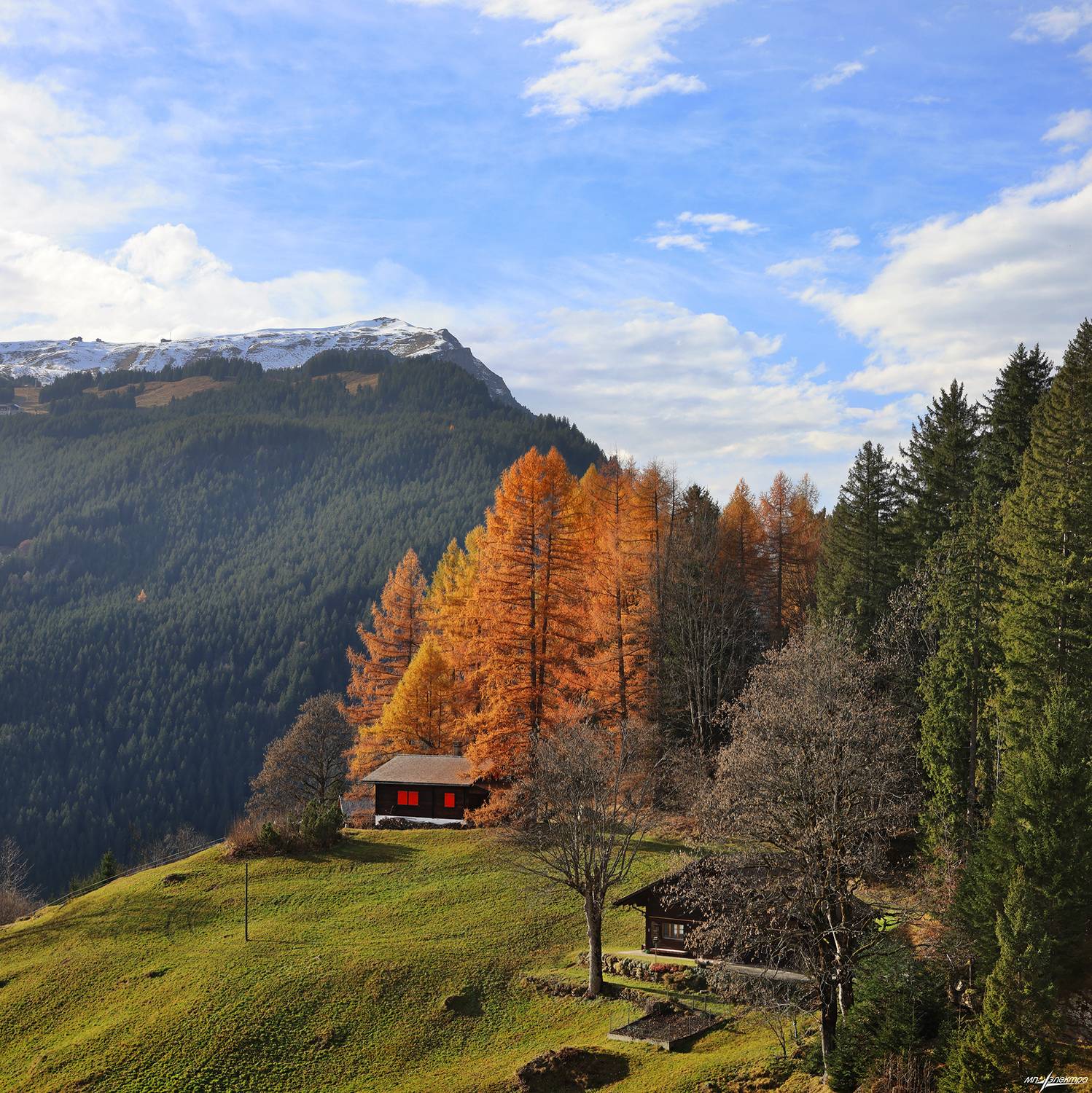 swiss, Матвеев Николай