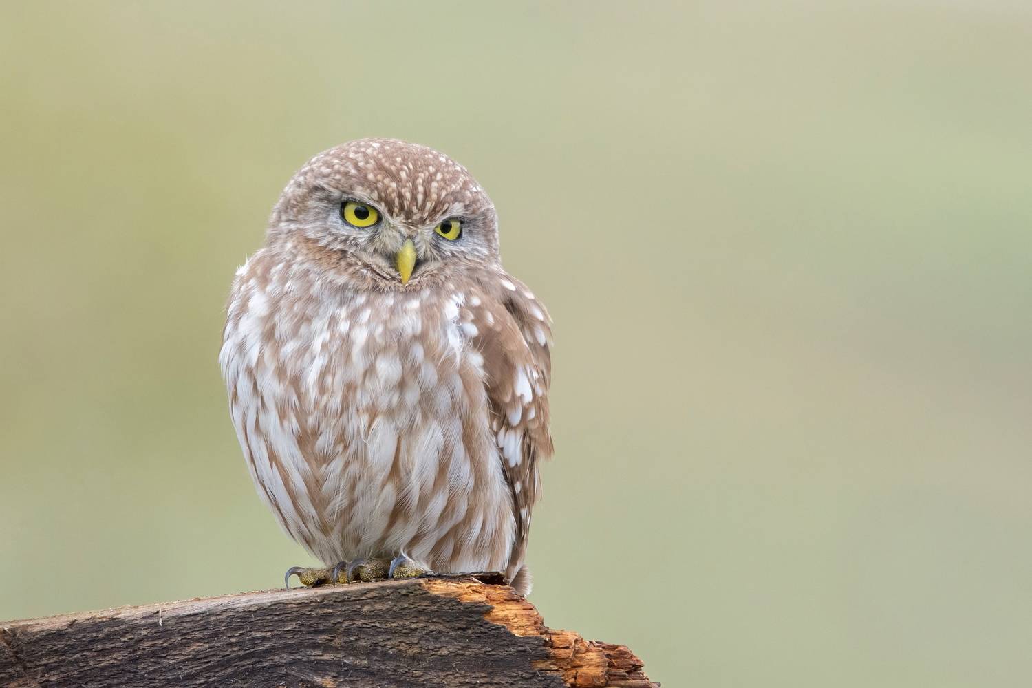 , Дмитрий Шевцов