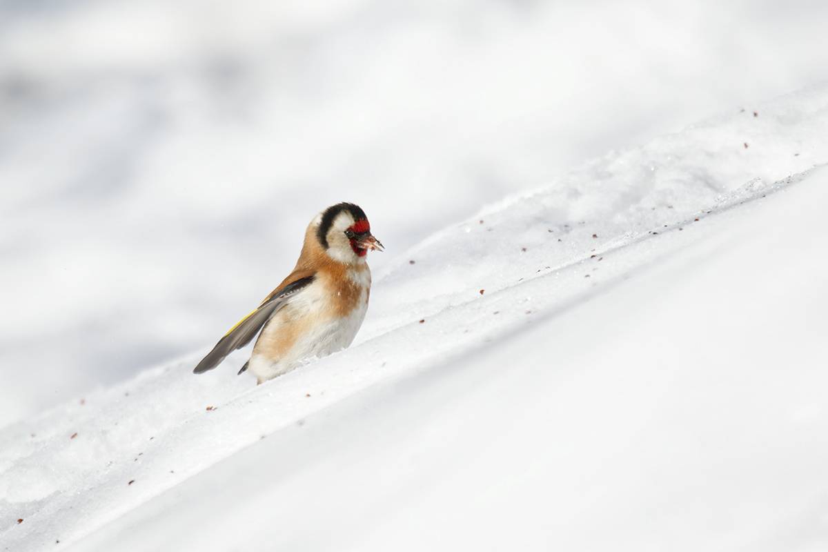 carduelis, питцы, щегол, birds, Хилько Марина