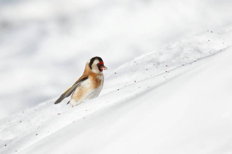 carduelis, питцы, щегол, birds По снежной пустыне фото превью