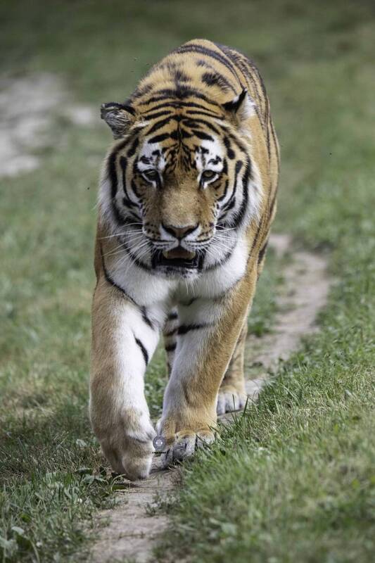 Amur tiger фото превью