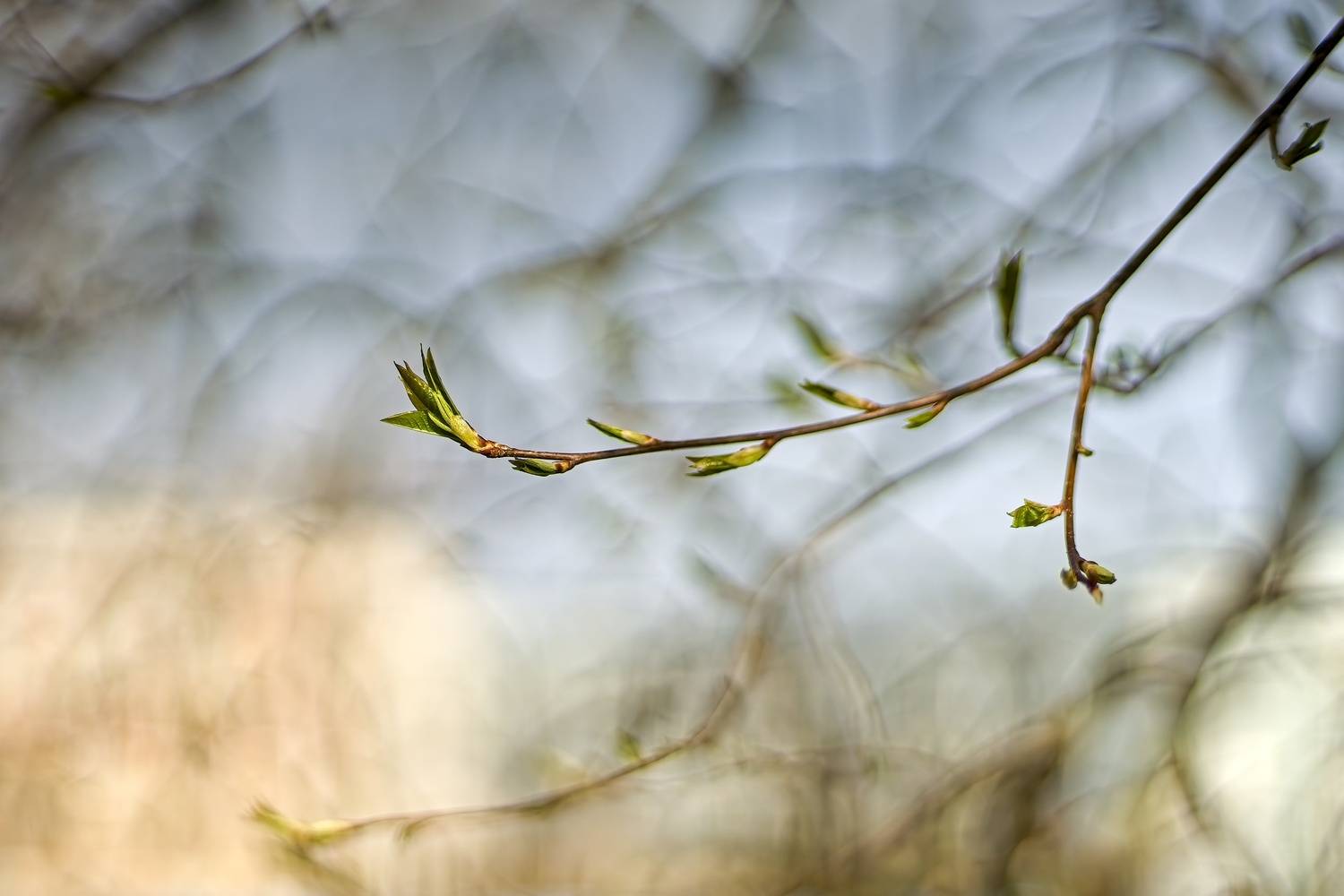 , Орлов Олег