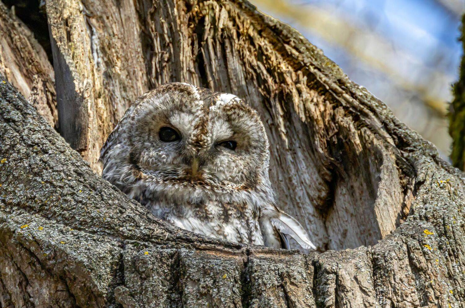 , Волынский Виктор