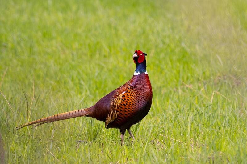 *** фото превью