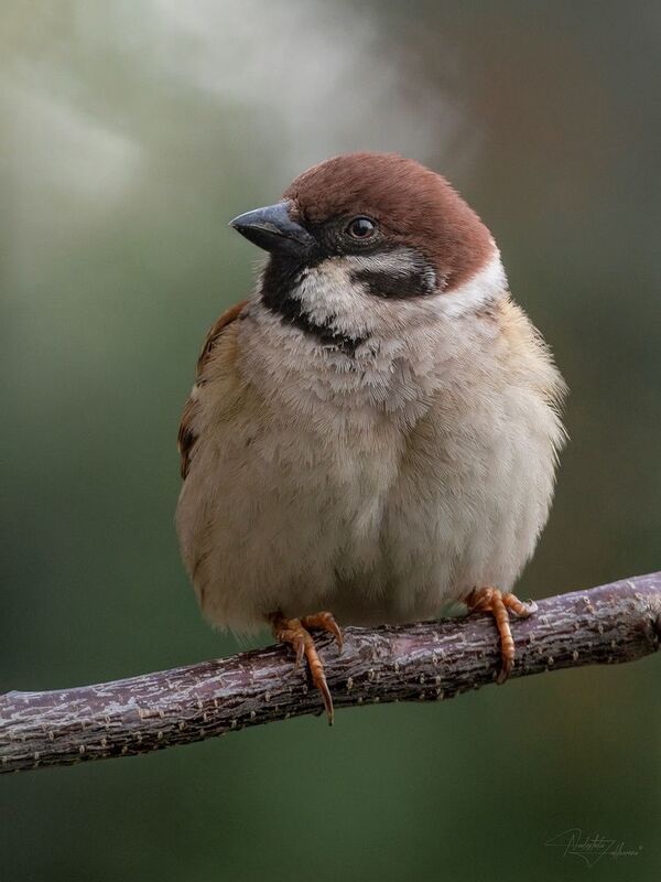 птицы, птицы эмоции, воробей полевой, наблюдения за птицами, весна, весна2026, апрель, апрель2026 Полевой воробей фото превью