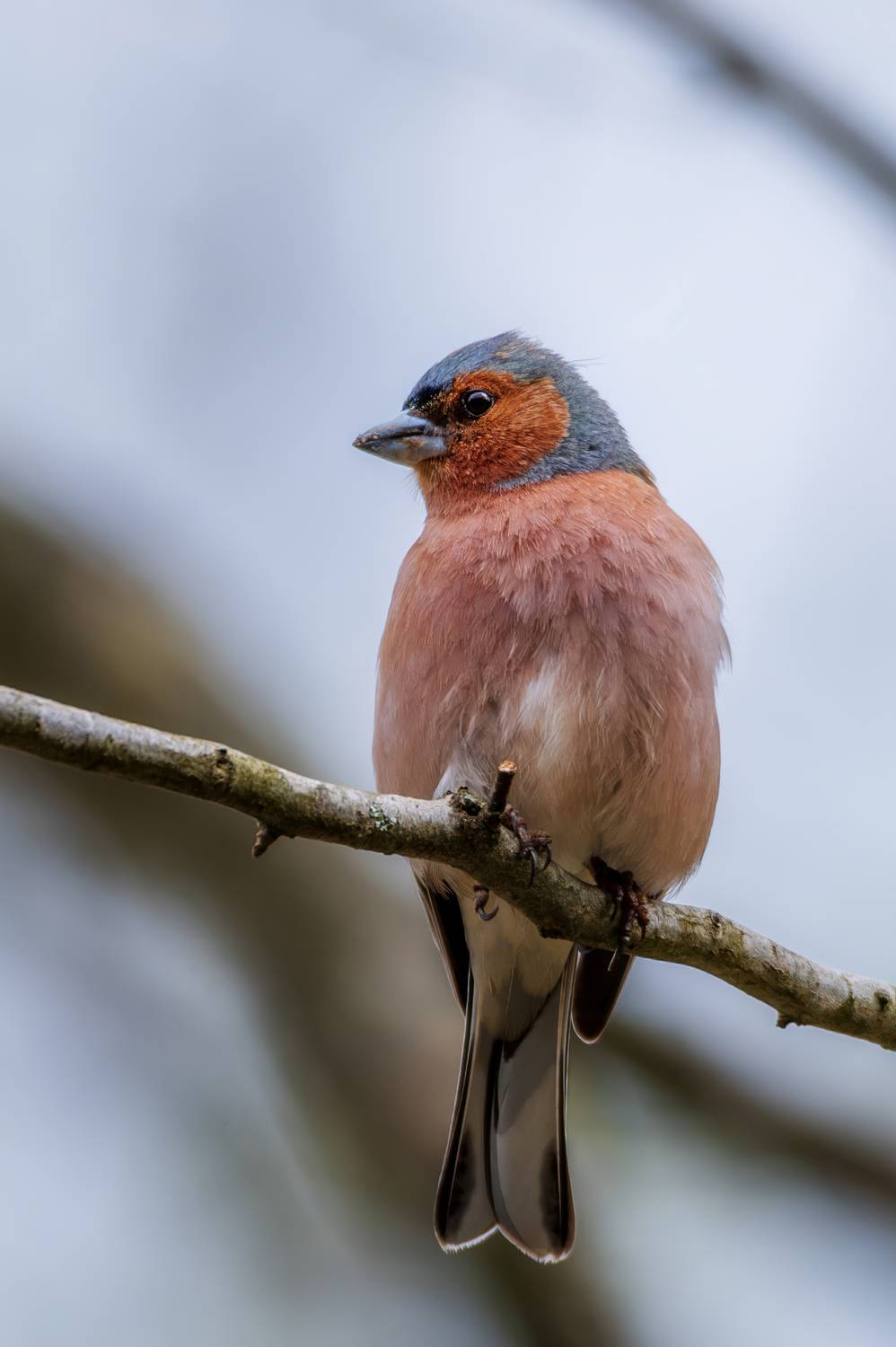 , Сергей Тихомиров