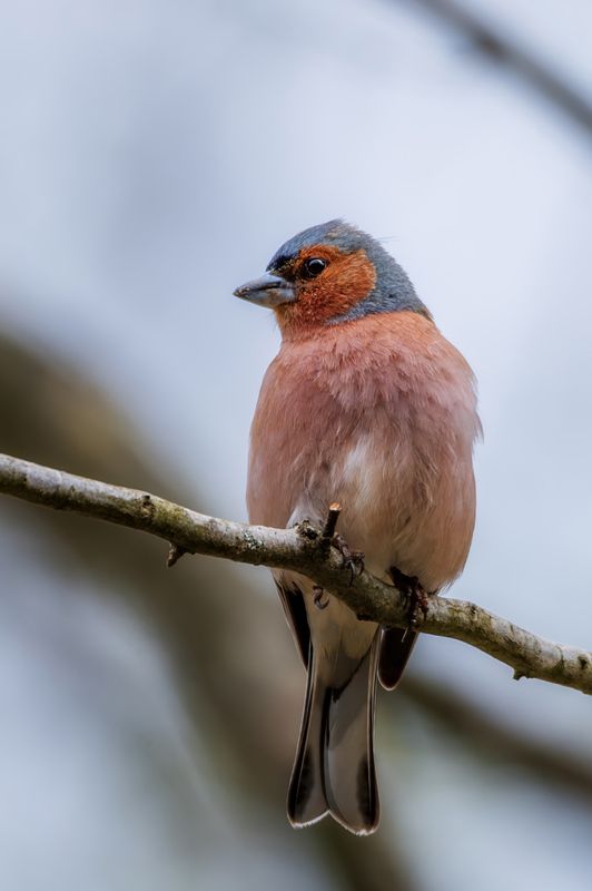 Зяблик фото превью