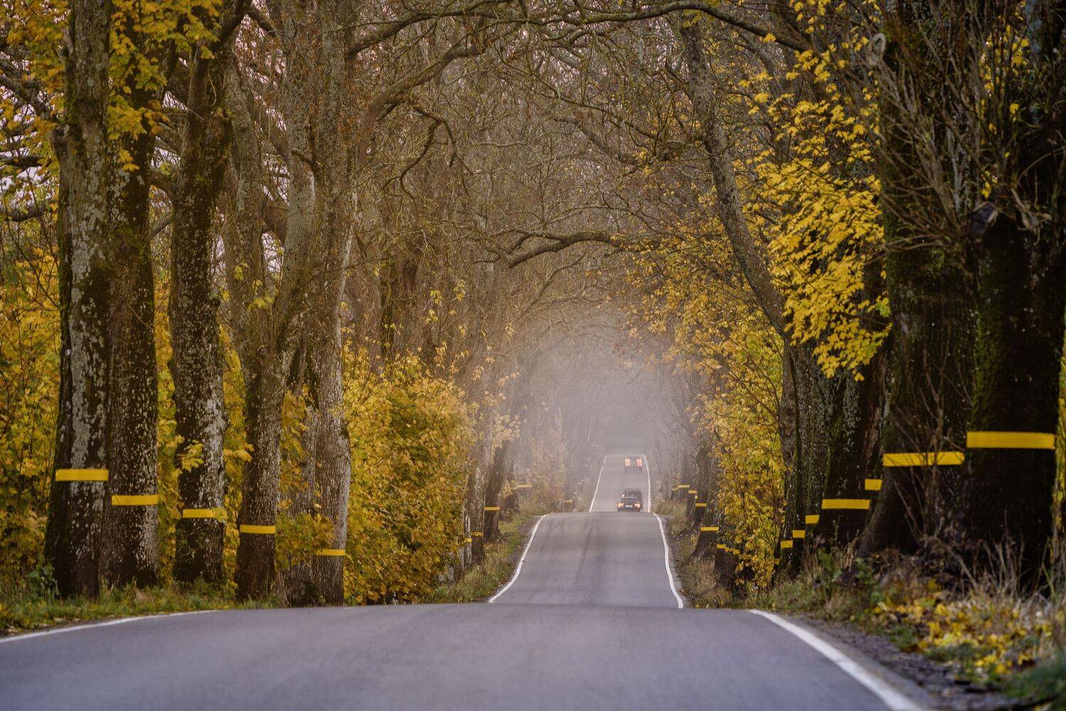 туман, Калининград, аллея, Лариса Дука