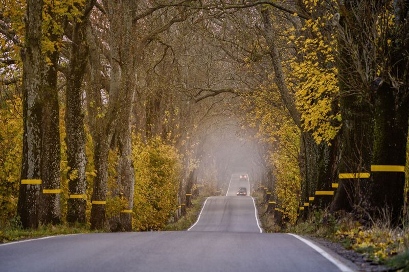 туман, Калининград, аллея Туман фото превью