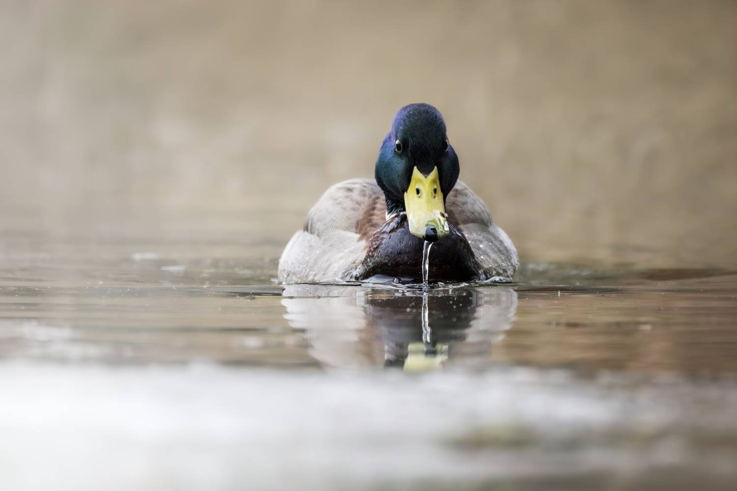 , Полина Шальнева