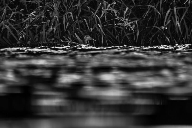 Незаметное сопровождение фото превью