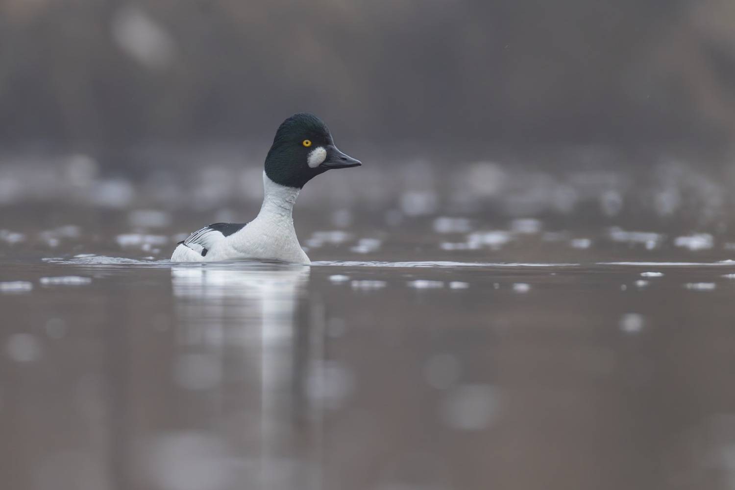 утка, гоголь, птицы, Ruslan Pl