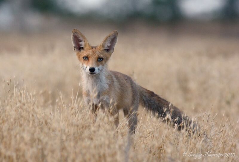 Лисенок фото превью