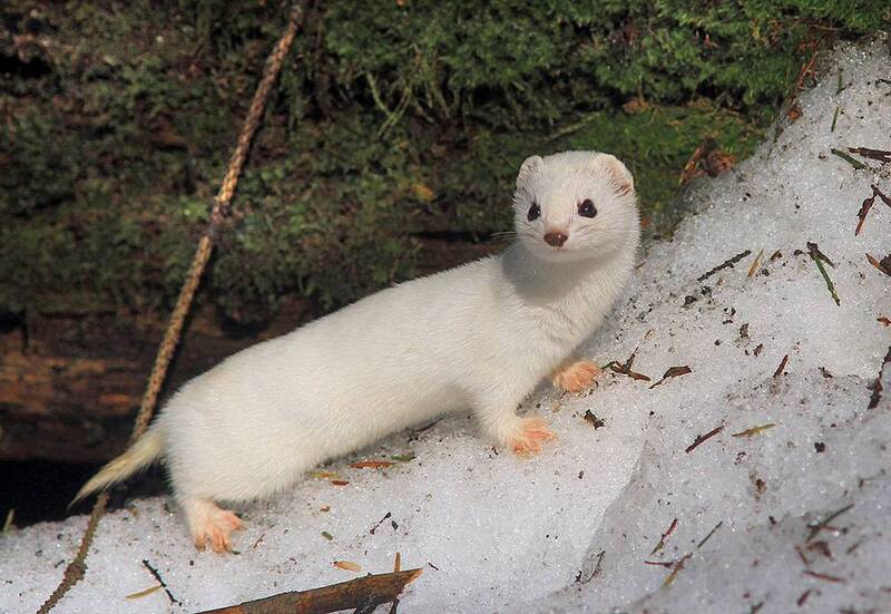 Ласка фото превью