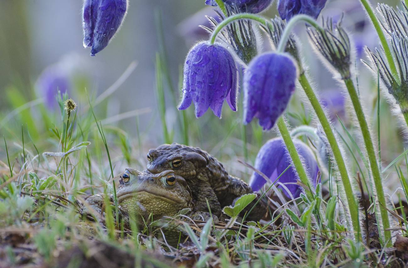 сон, -, трава, серые, жабы, Михаил Агеев