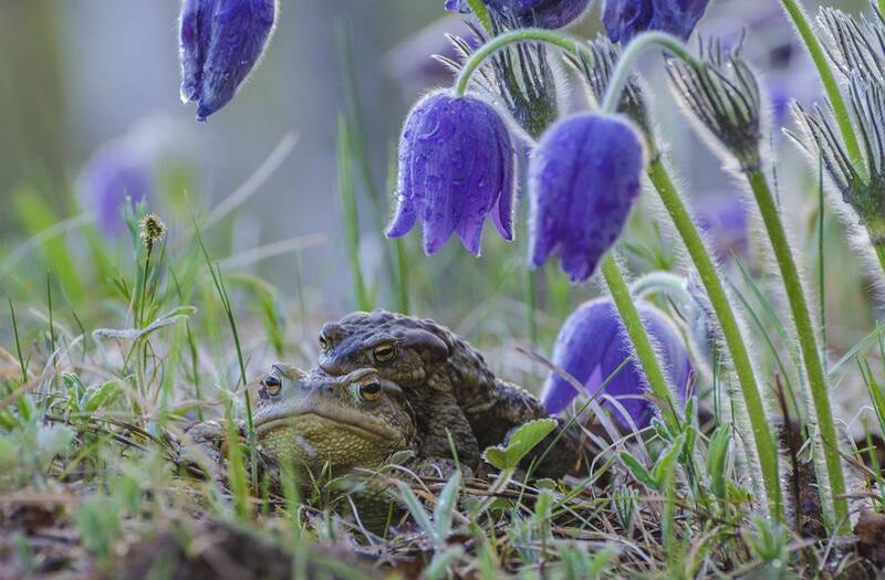Весна. Расцвет желаний фото превью