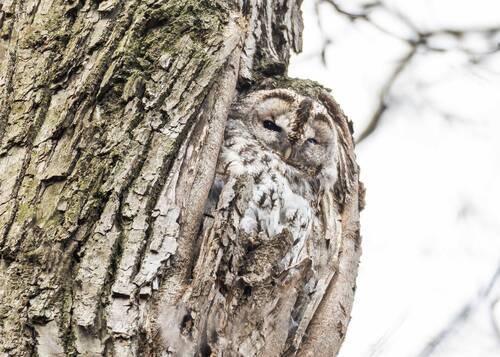 Дремлет совушка.