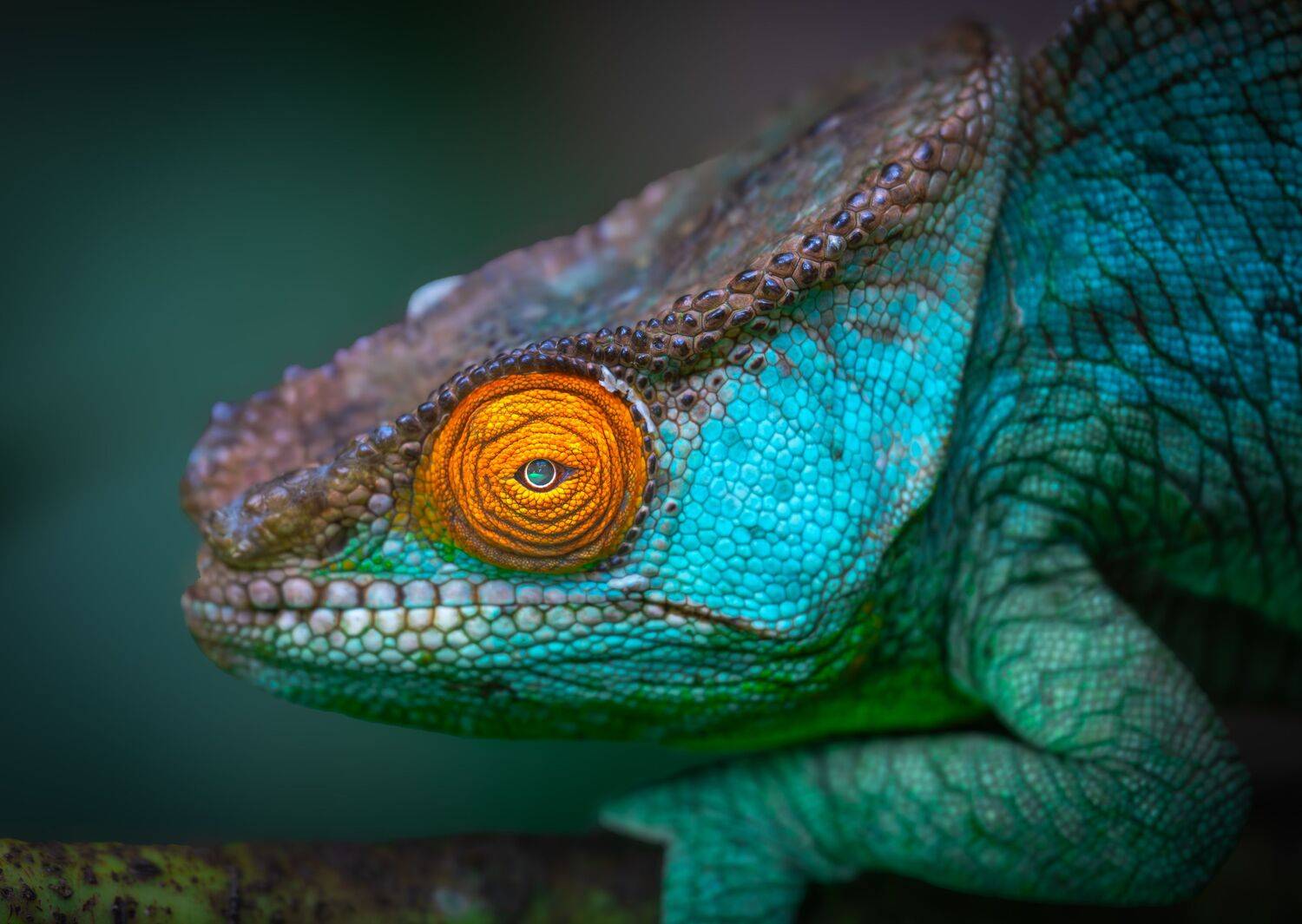 хамелеон, Мадагаскар, Сулоев Алексей