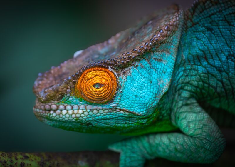 Оранжевый радар джунглей фото превью