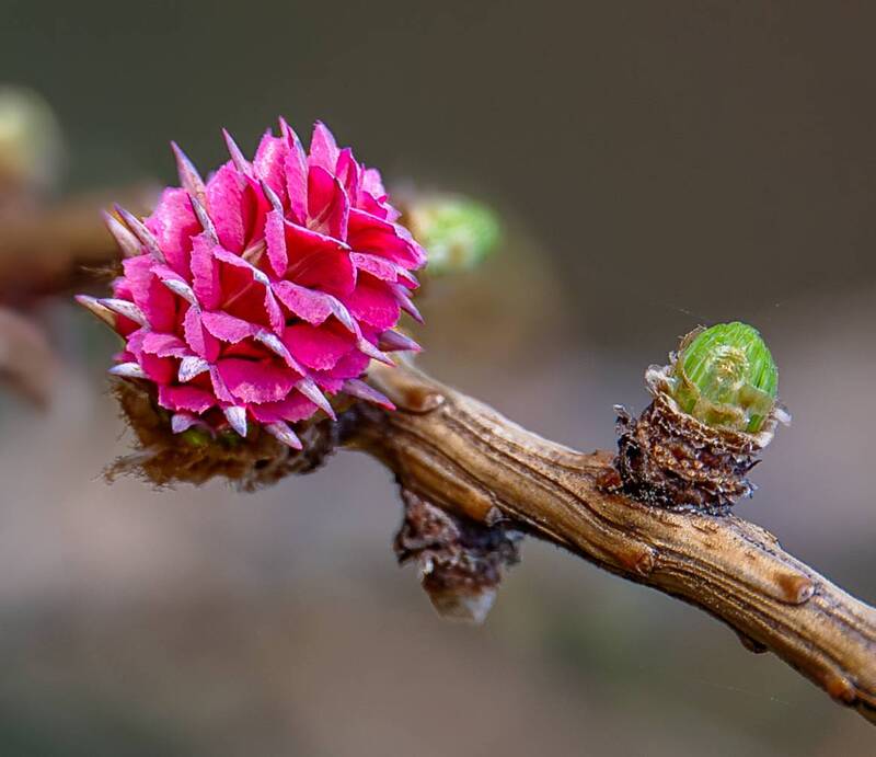 Шишка лиственницы фото превью