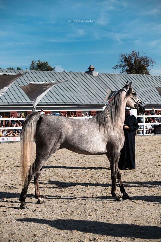 Арабская порода, Лошадь Оценка фото превью