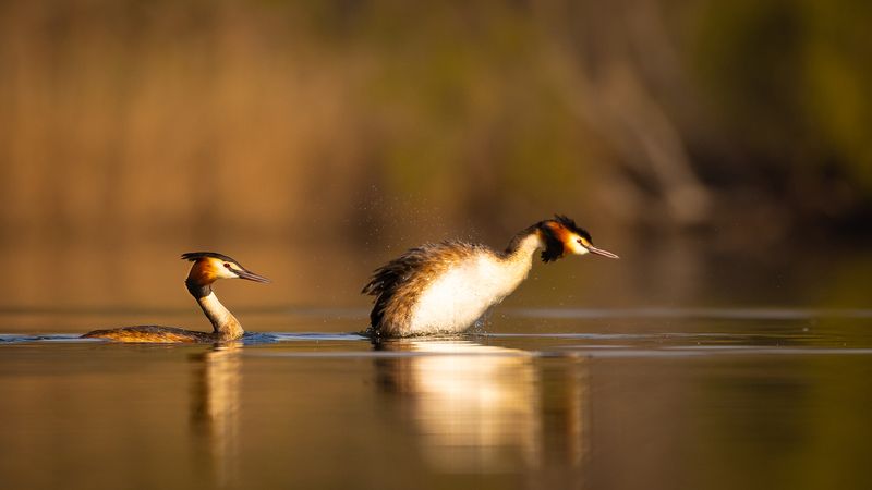 Great crested grebe фото превью