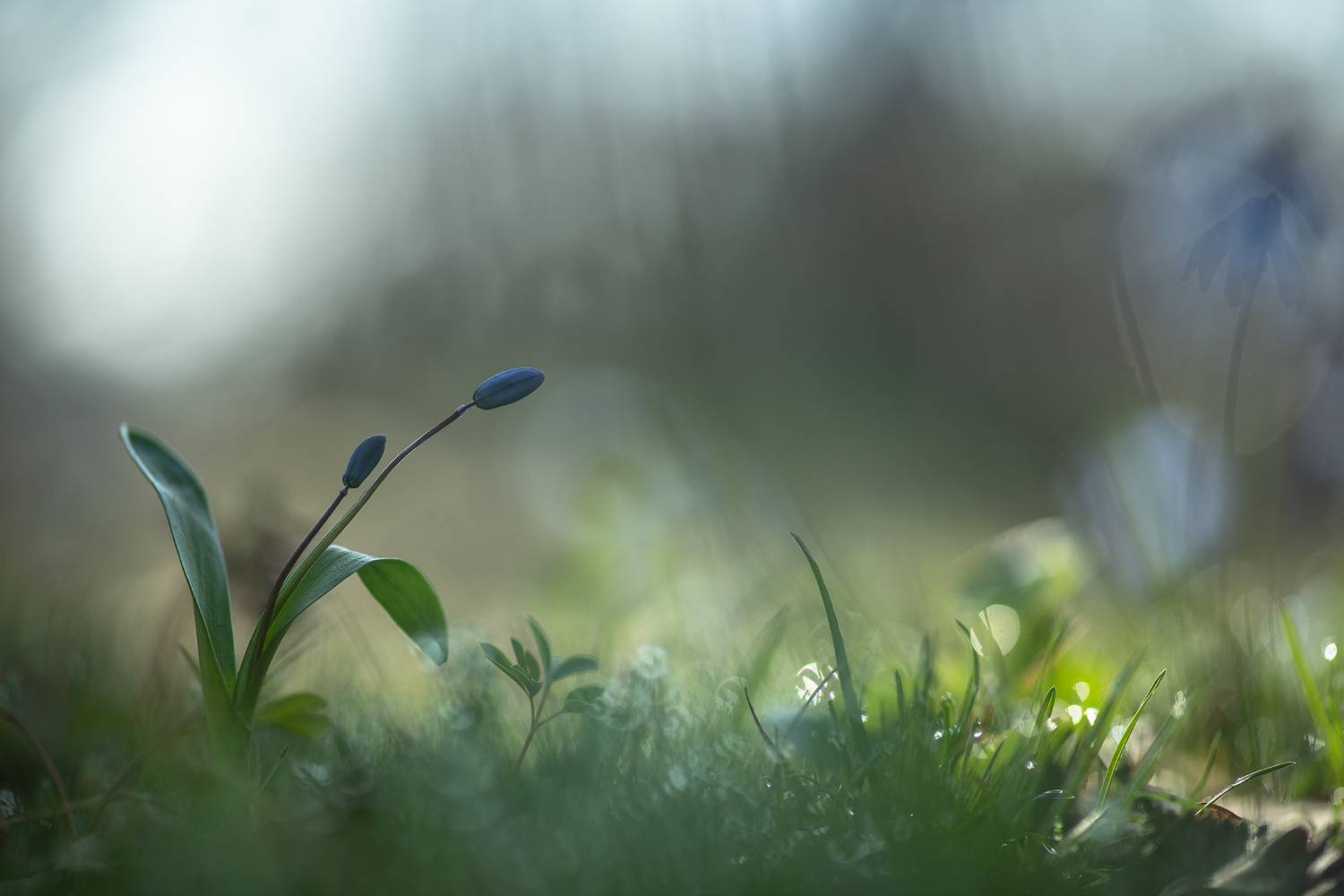 первоцвет, пролеска, утро, весна, апрель, воронеж, геннадий мещеряков, nikon d850, carl zeiss makro-planar t* 100mm f/2 zf., свет, макро, красота, природа, Мещеряков Геннадий