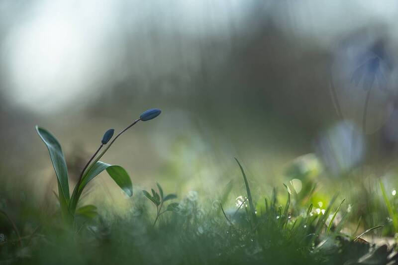 первоцвет, пролеска, утро, весна, апрель, воронеж, геннадий мещеряков, nikon d850, carl zeiss makro-planar t* 100mm f/2 zf., свет, макро, красота, природа Просто апрель... фото превью