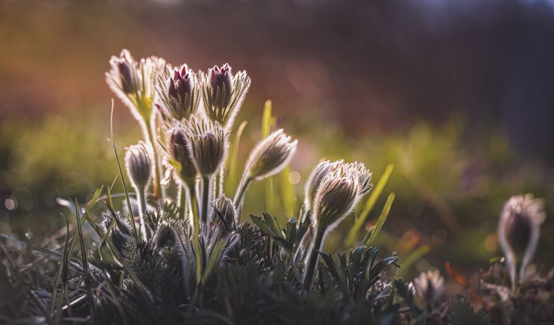 Смоленская область, д. Торбеево Пробуждение... фото превью