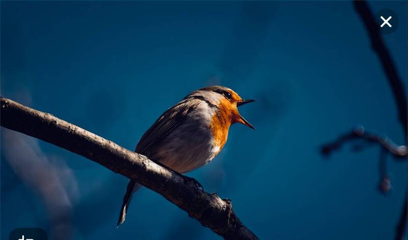 зарянка, птица, лес, природа, орнитология, кавказ, кисловодск, ставрополье, бёрдвотчинг, весна, robin, bird, forest, nature, ornithology, caucasus, kislovodsk, stavropol, birdwatching, spring, telephoto Зарянка | Robin фото превью