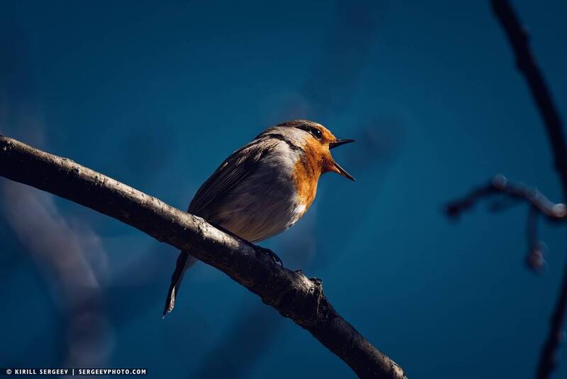 зарянка, птица, лес, природа, орнитология, кавказ, кисловодск, ставрополье, бёрдвотчинг, весна, robin, bird, forest, nature, ornithology, caucasus, kislovodsk, stavropol, birdwatching, spring Зарянка | Robin фото превью