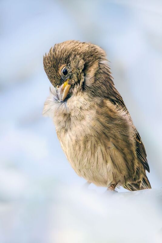 Домовый, воробей Грусть фото превью