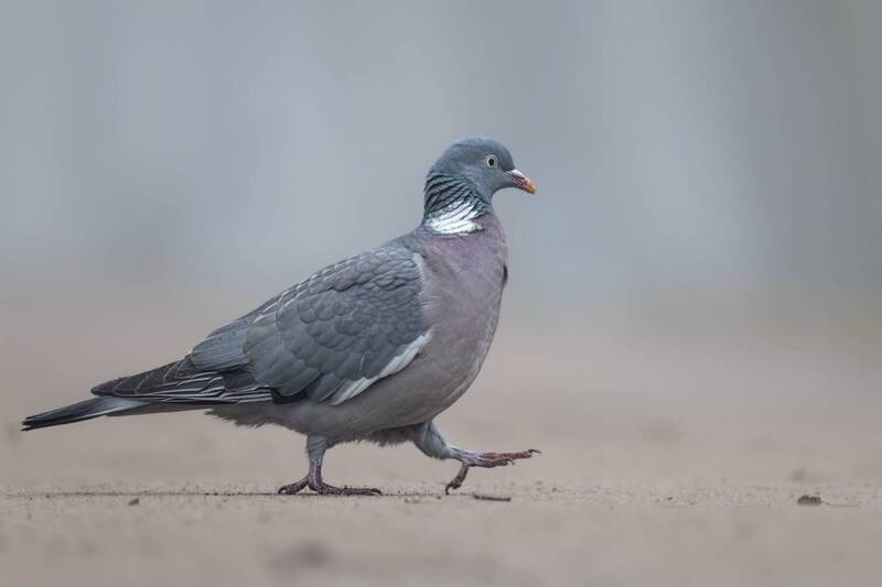 вяхирь, витютень, лесной голубь, голубь, птицы Витютень фото превью