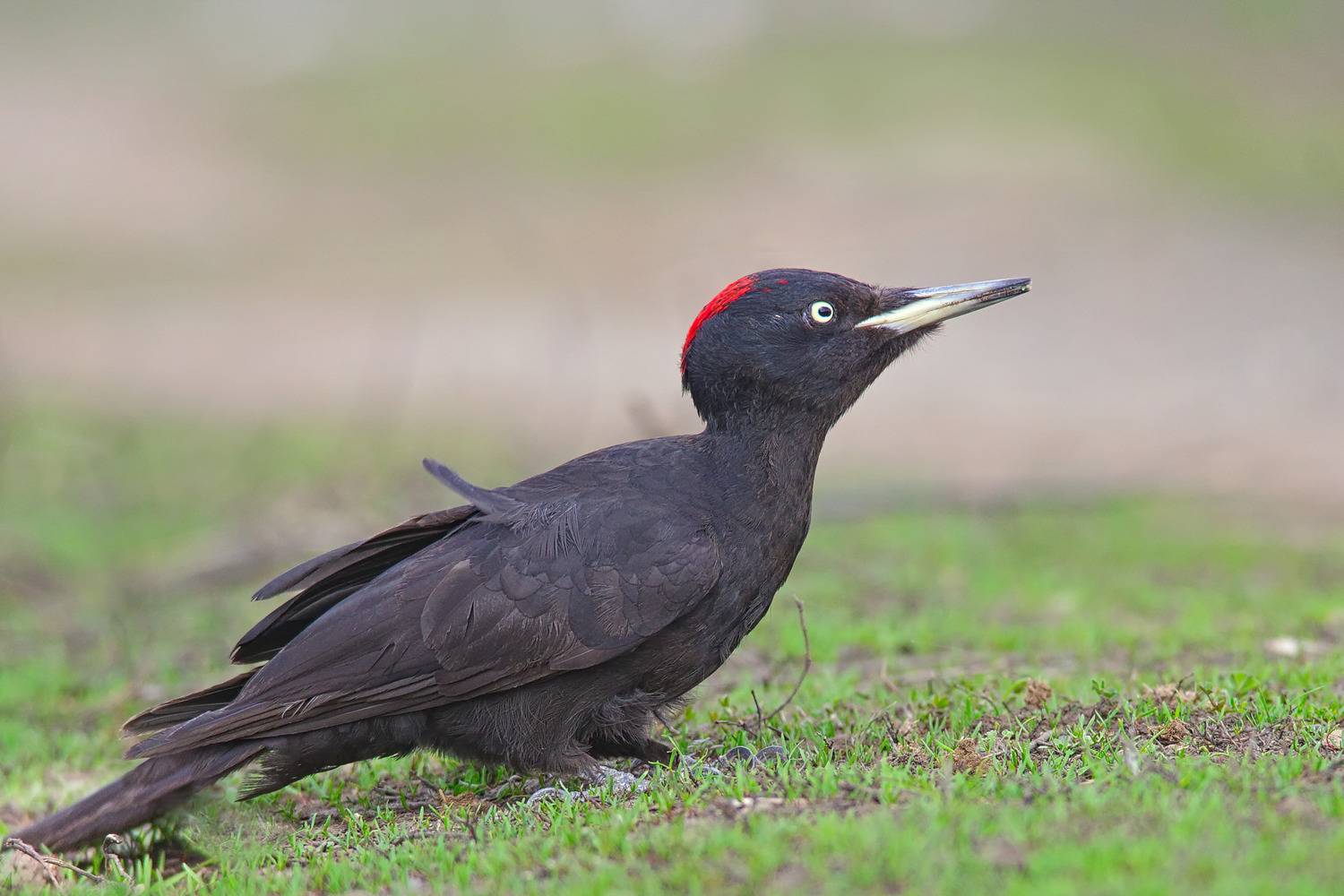 желна, dryocopus martius, sergey izoya