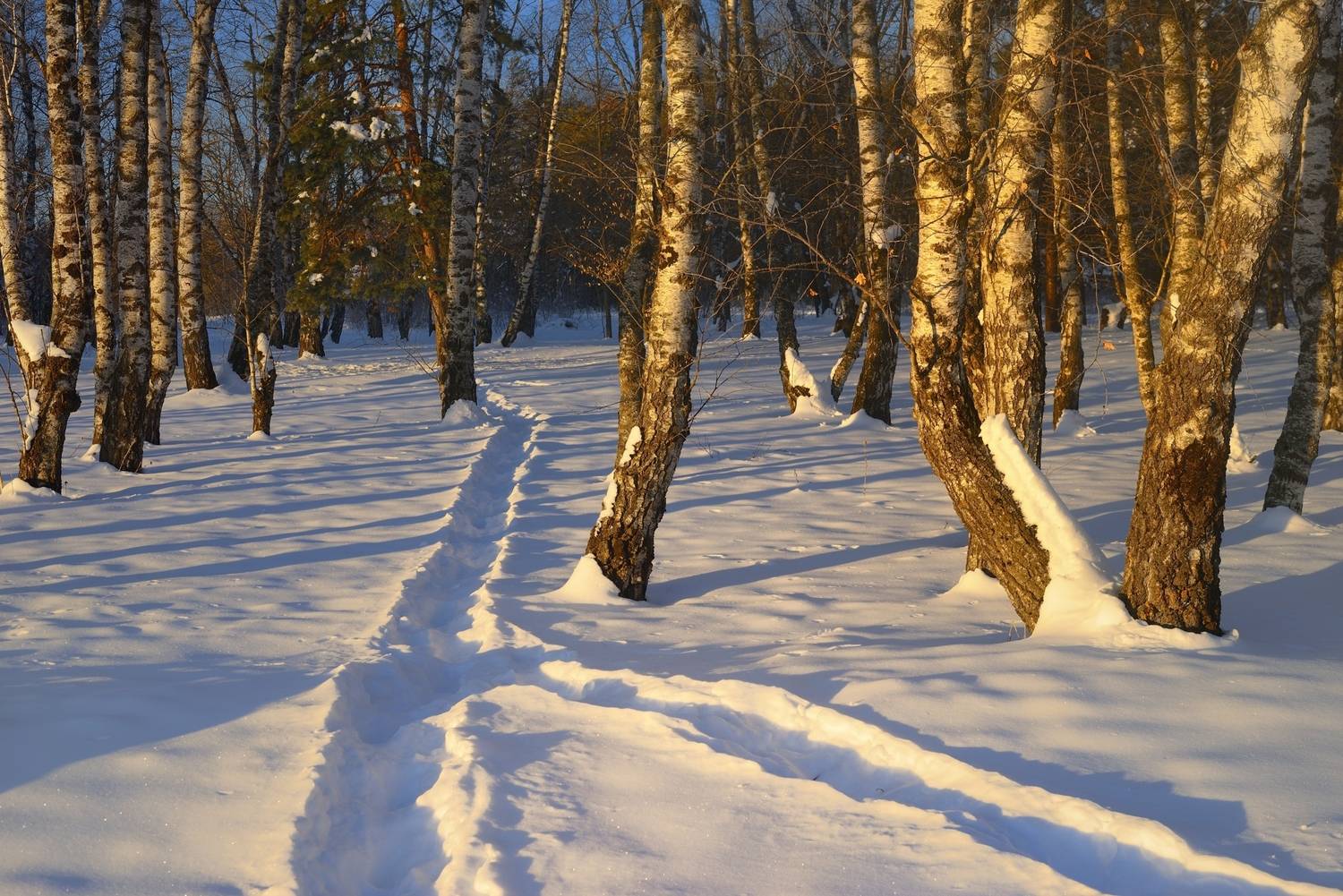 зима, утро, лес, Александр Жарников