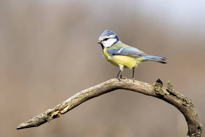 Лазоревка фото превью