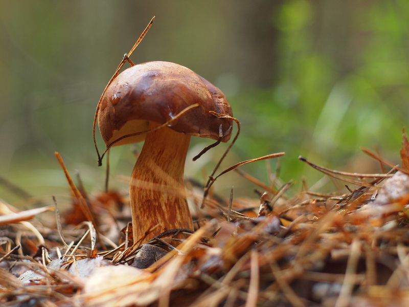 Грибная тема (Польский гриб. Как есть) фото превью