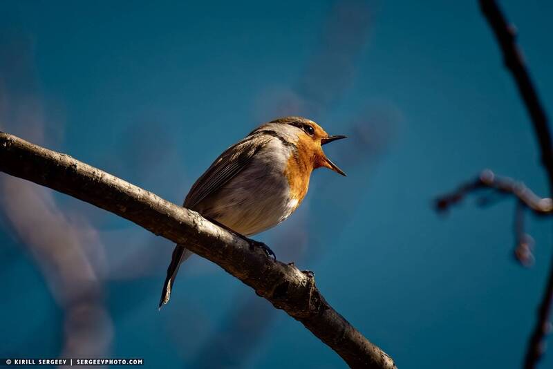 зарянка, птица, лес, природа, орнитология, кавказ, кисловодск, ставрополье, бёрдвотчинг, весна, robin, bird, forest, nature, ornithology, caucasus, kislovodsk, малиновка Зарянка | Robin фото превью