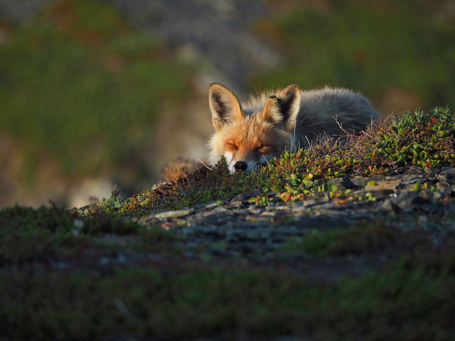 , Яковлев Евгений