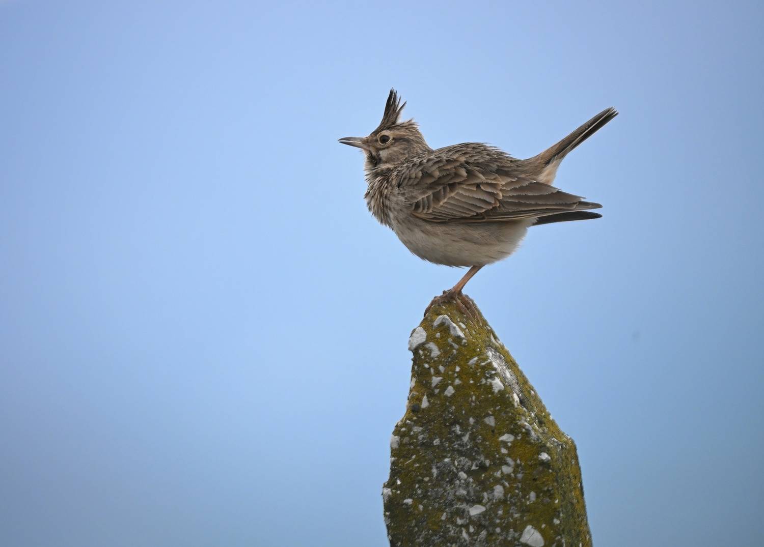 , Герчев Николай