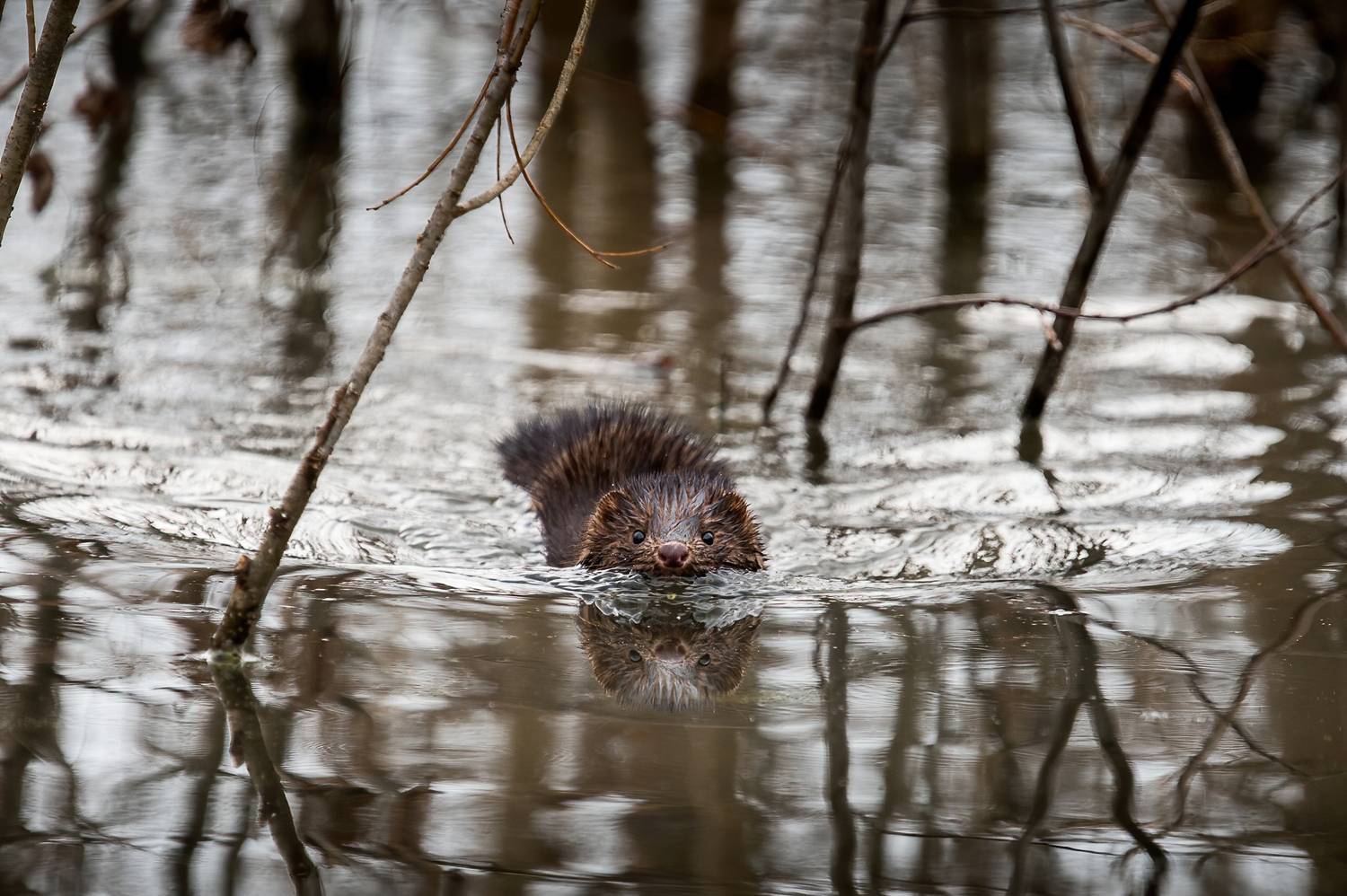 норка, американская норка, Anton