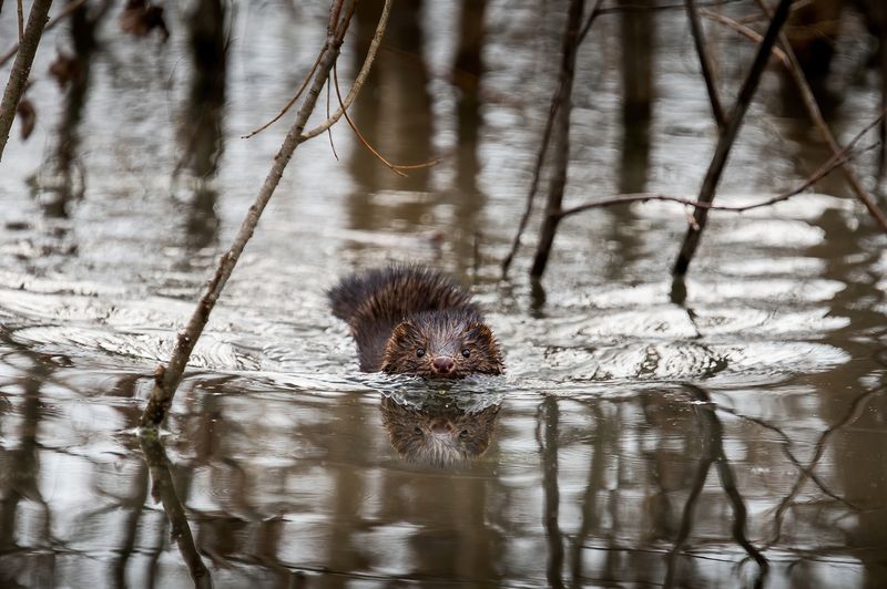 норка, американская норка американская норка фото превью