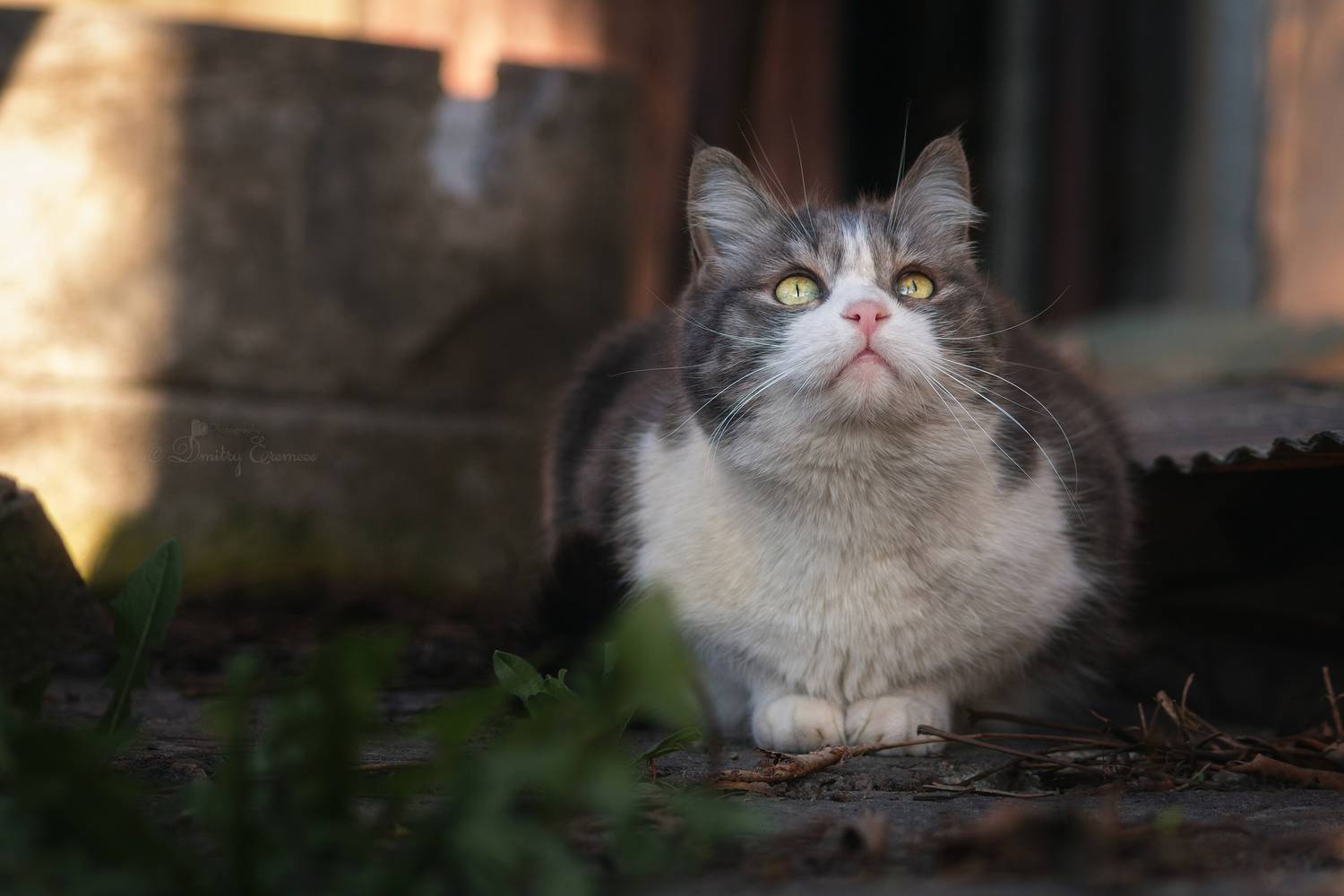 кошка, взгляд, весна, Дмитрий Еремеев