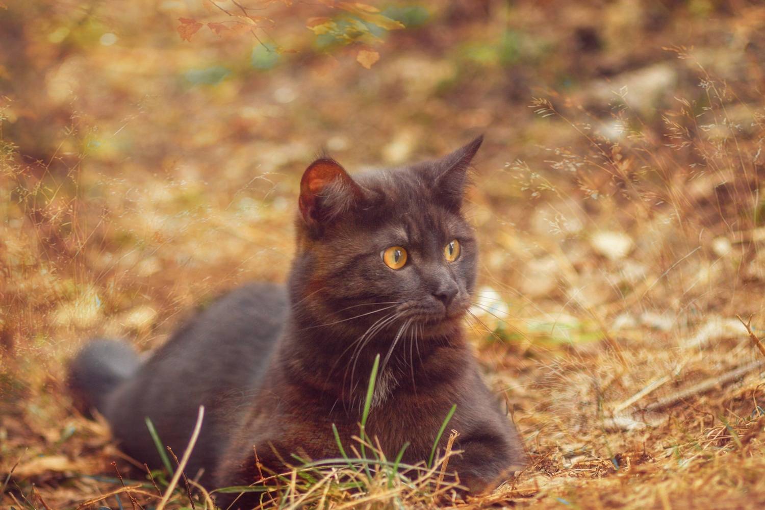 кот, Александр Канцур